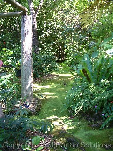 Mossy path WA Thannet 